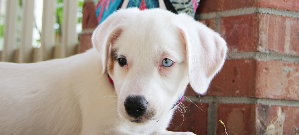 Meet the Newest Member of the Sass Team!